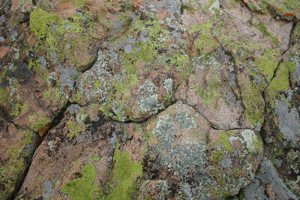 lichen5